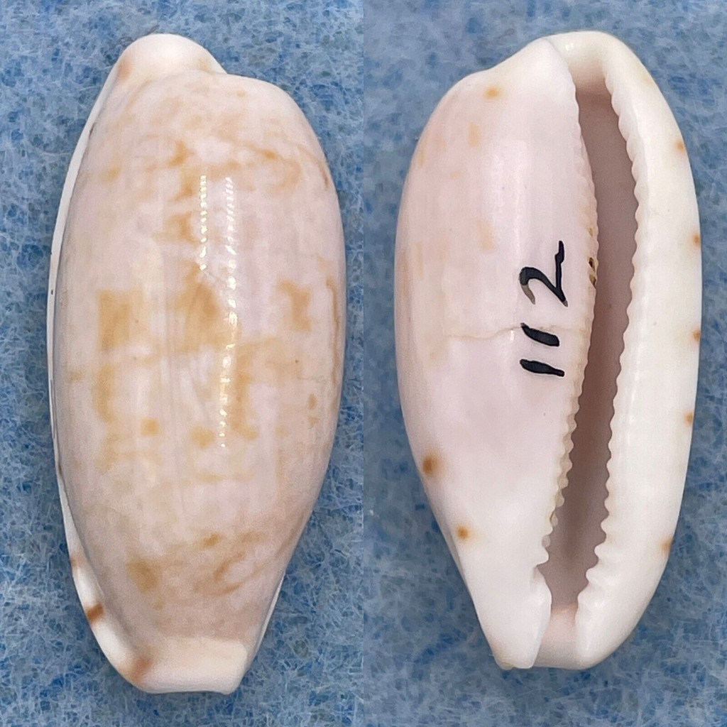 Cypraea subteres 21.8mm F+ (Hairline Crack On Bottom) Society Islands