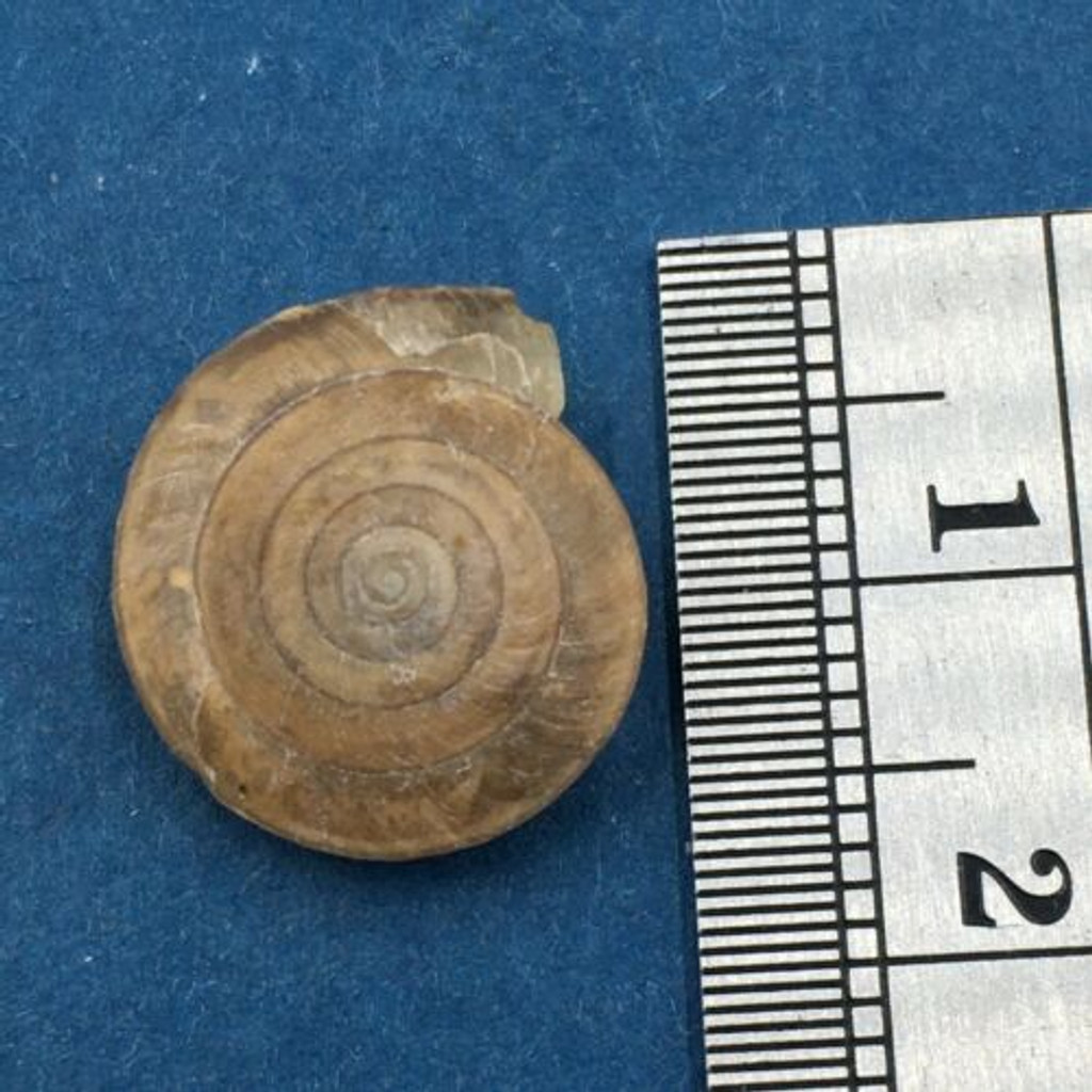 #2 Videna planorbis 15.4mm Rare Land Snail Mount Gede Indonesia Over 2000m