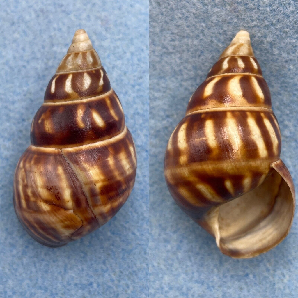 #5 Liguus fasciatus gloriasylvaticus 49mm F+ CC10