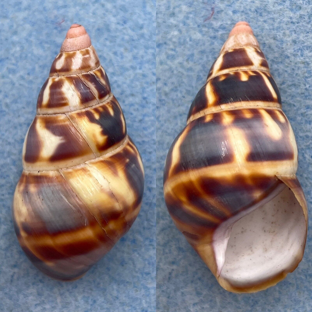 #2 Liguus fasciatus testudineus 40.4mm F+ (Rough Lip) No Data