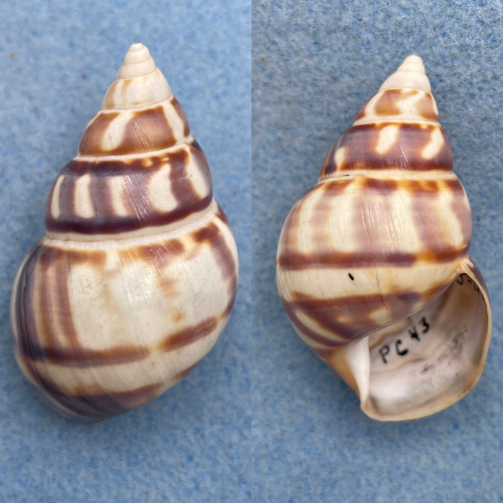 #22 Liguus fasciatus floridanus 48.7mm F+ Pinecrest #43 Collected 1932