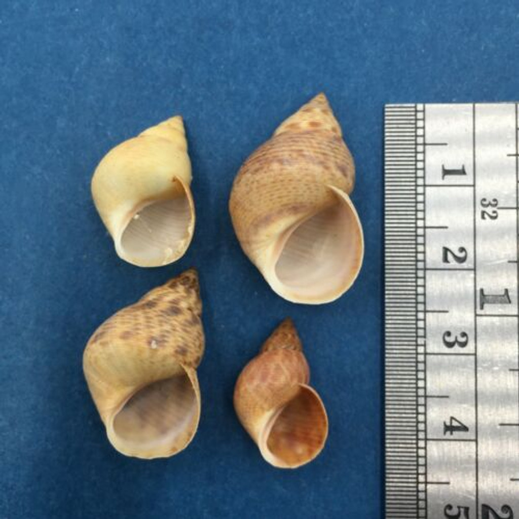 #3 Littoraria Littorina Angulifera Set x4 17-25mm Carter's Cay, Abaco, Bahamas