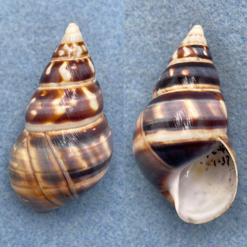 #3 Liguus fasciatus barbouri 51mm F+ Pinecrest #42 Collected 1937