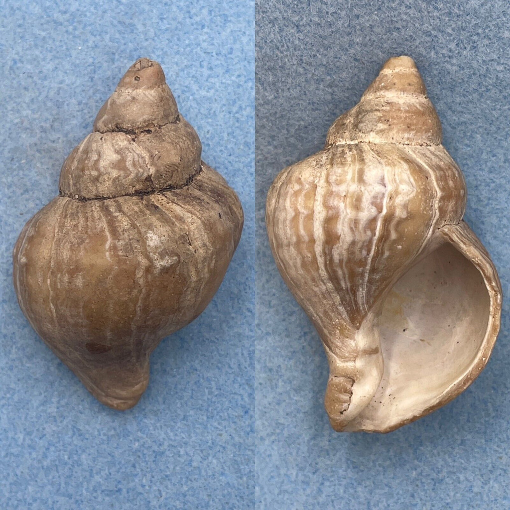 Neptunea arthritica 72.5mm F Tosa, Japan