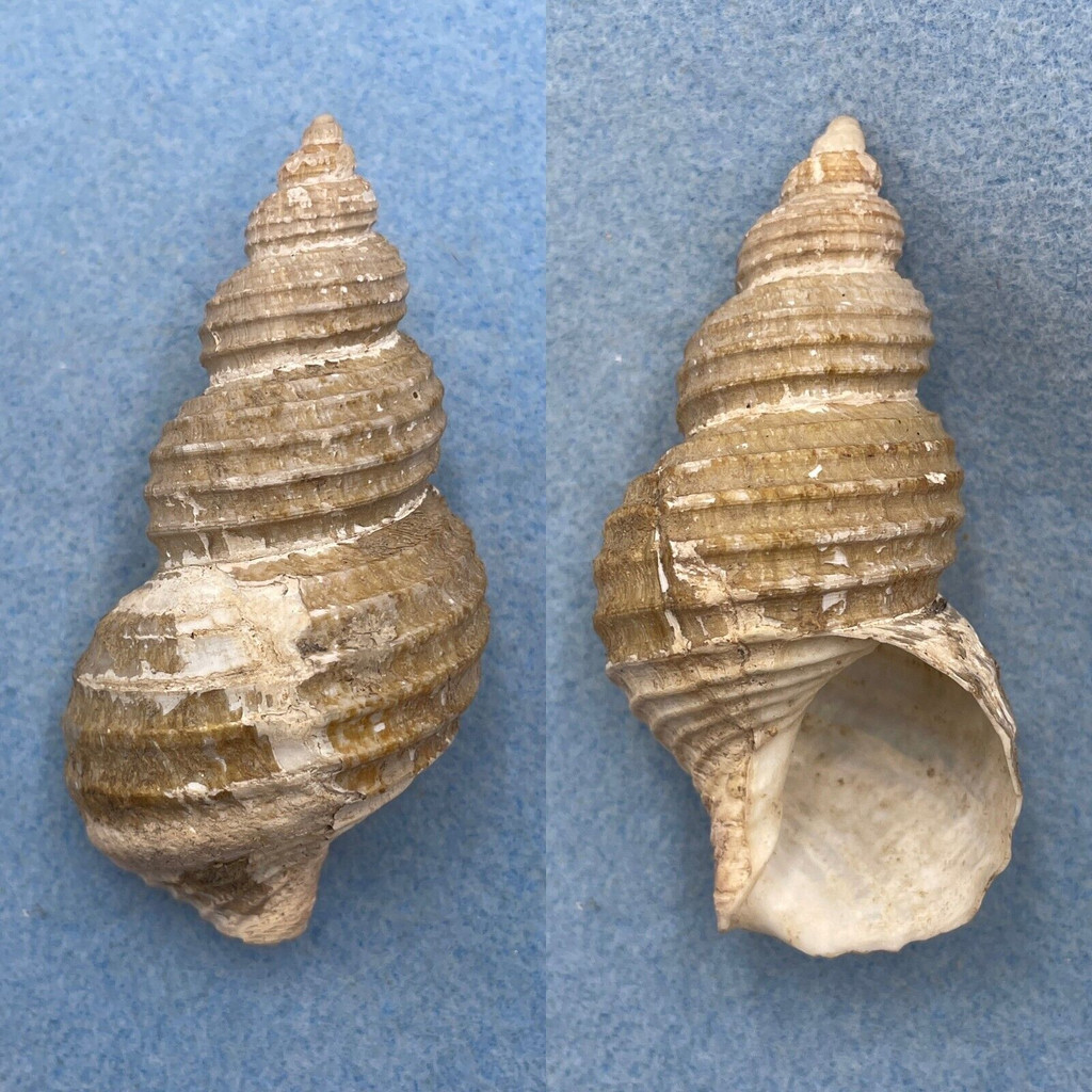 Ancistrolepis fujitai 82.2mm F+ Choshi, Chiba Prefecture, Japan Buccinidae