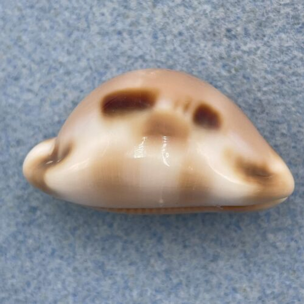 Cypraea (Luria) tessellata 35.8mm Gem Makua, Oahu, Hawaii Beautiful Dark Spots