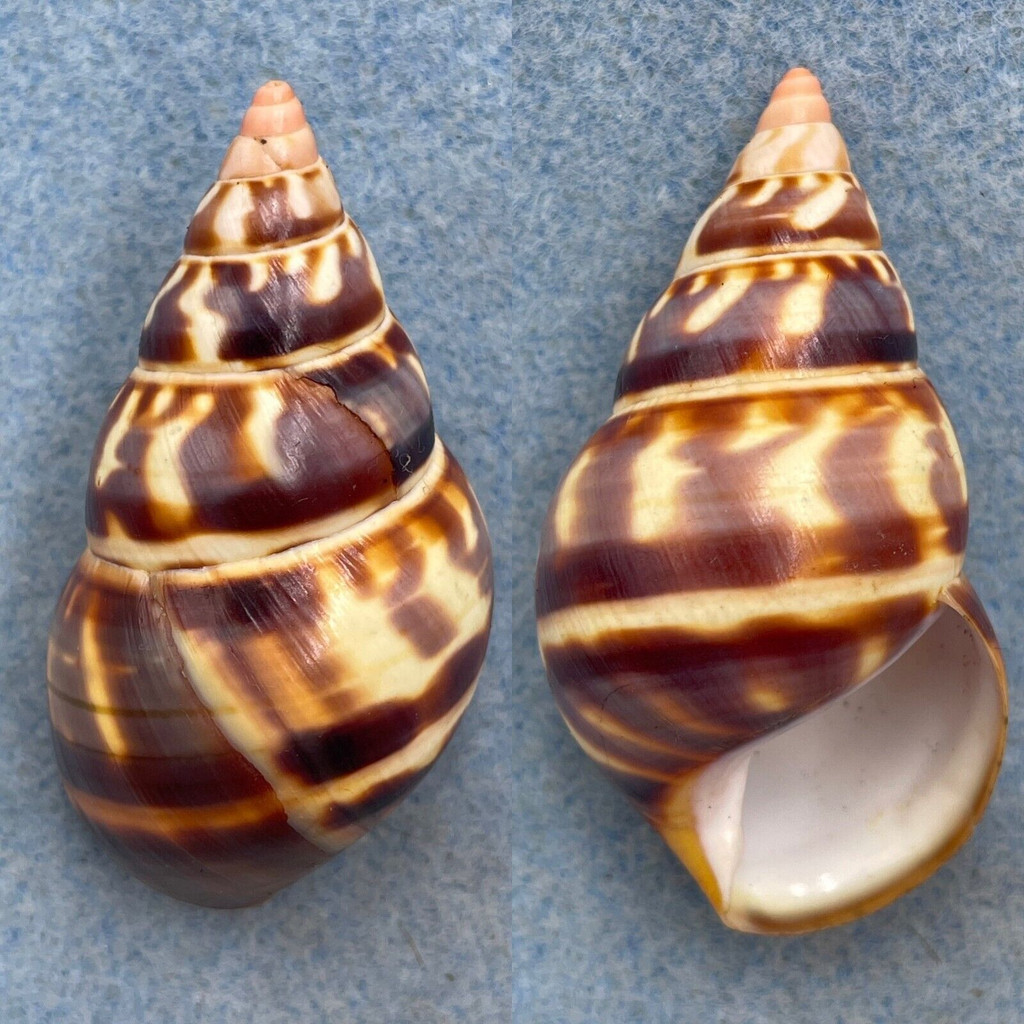 #5 Liguus fasciatus castaneus 54.4mm F+ East Side Dark Hammock, LPK