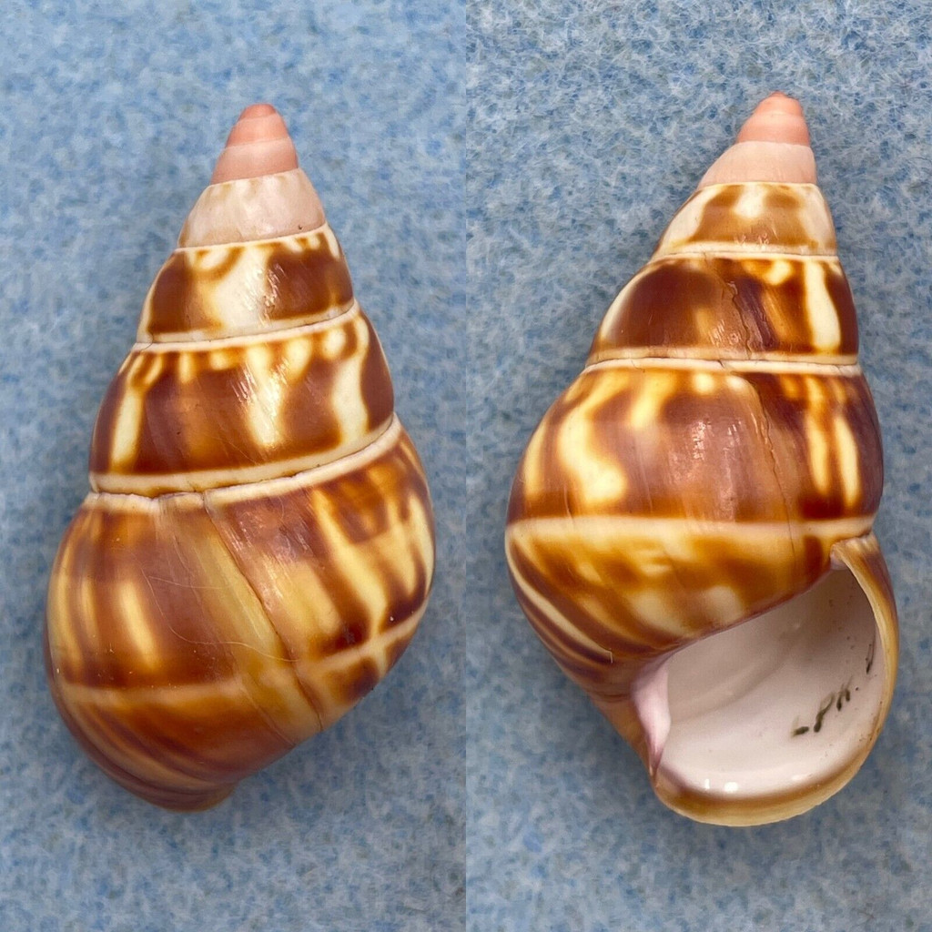 #42 Liguus fasciatus castaneus 39.5mm F++ LPK #63