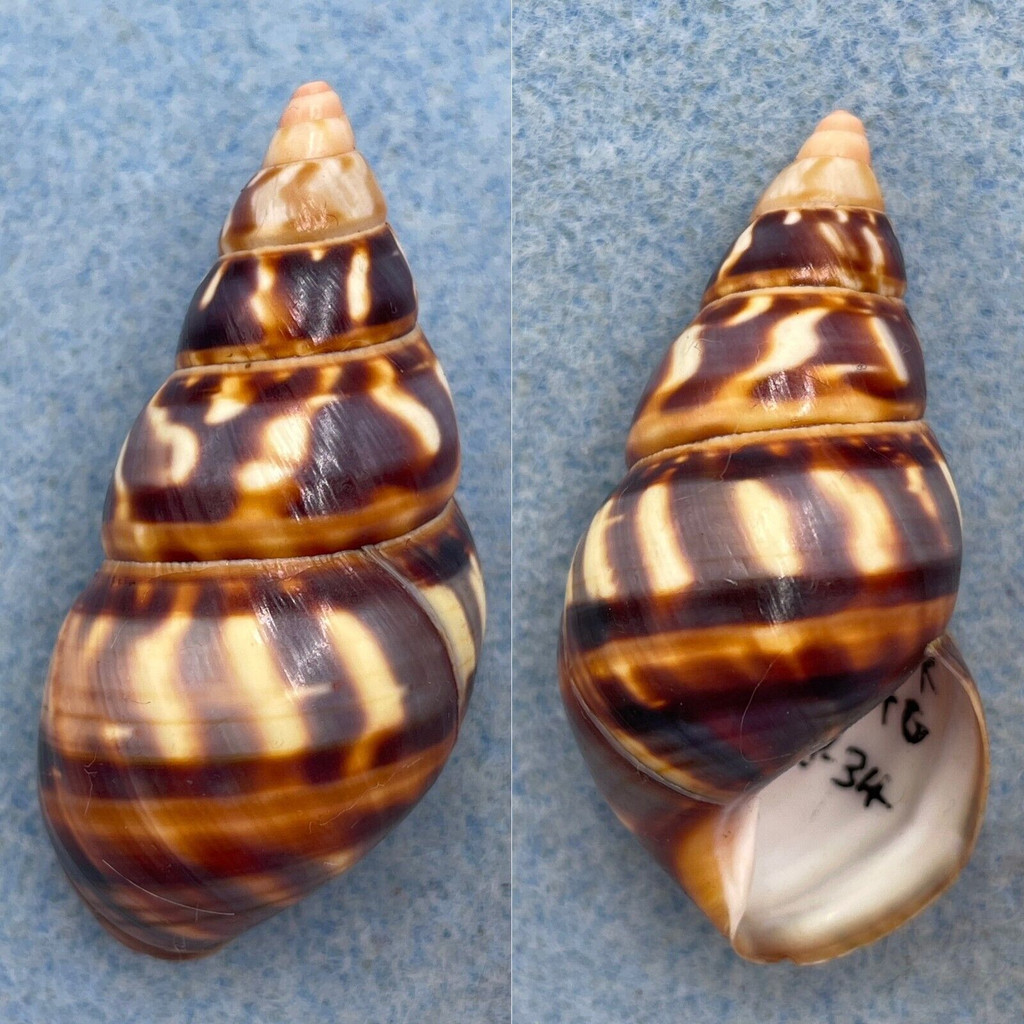 #47 Liguus fasciatus castaneus 48.7mm F+ Twin Hammock, LPK Collected 1934