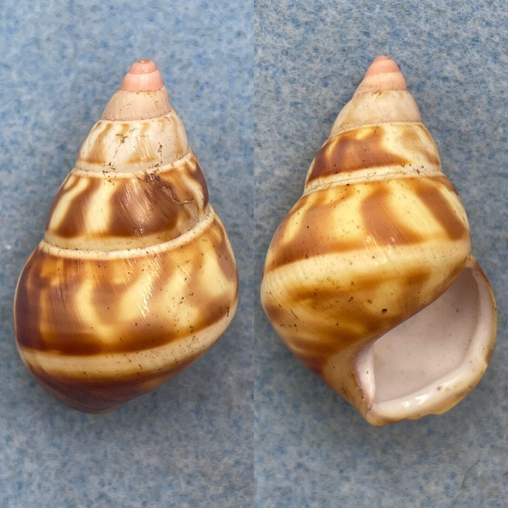 #49 Liguus fasciatus castaneus 34.4mm F+ (Lip Chip) Long Pine Key, Coll. Humes