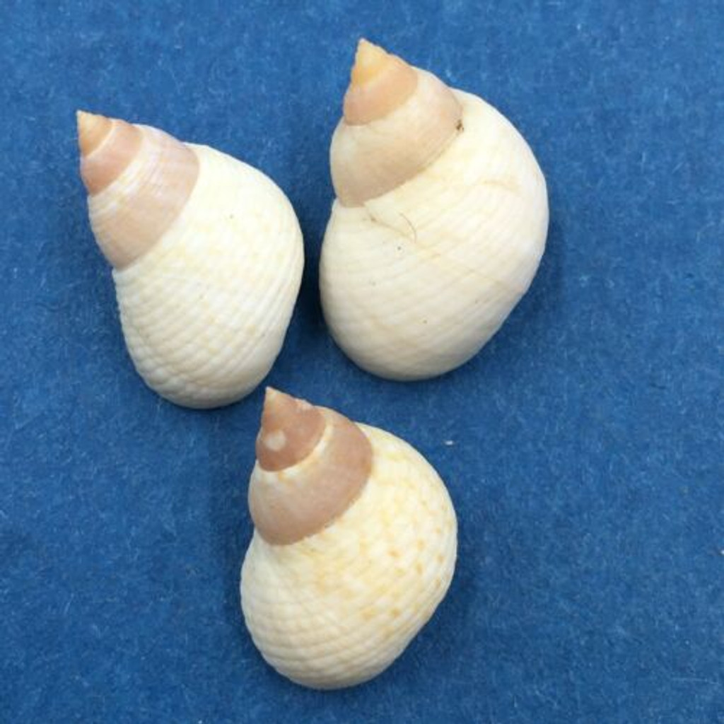 Littorina nebulosa Set x3 15-16mm W/O Grenada, West Indies, Collected 1968