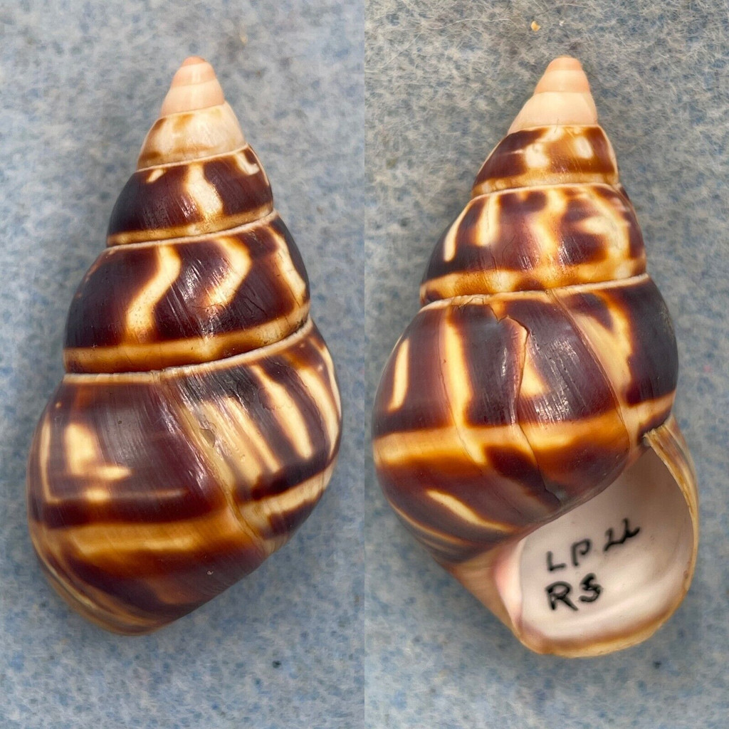 #55 Liguus fasciatus castaneus 42mm F+ Long Pine Key #22 Coll. 1931