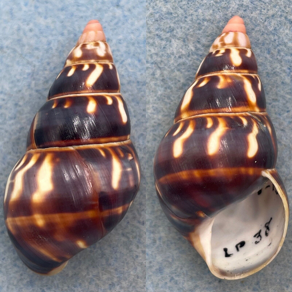 #45 Liguus fasciatus versicolor 44.5mm F++ LPK #38 Coll. 1931