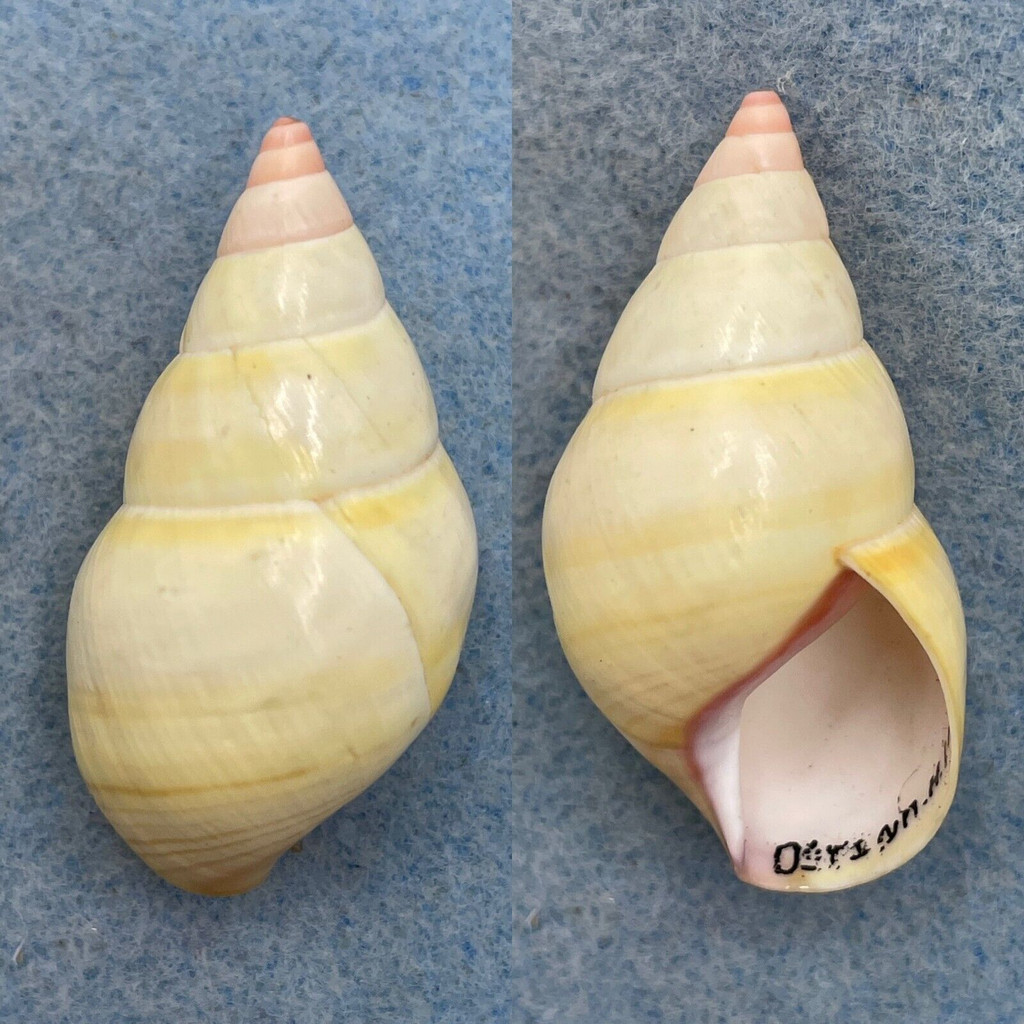 #12 Liguus fasciatus ornatus 44mm F++/Gem Osteen Hammock, Collected 1946