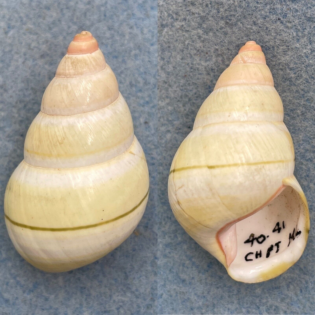 #6 Liguus fasciatus ornatus 42.7mm F+/++ Charles Point, Key Largo 1940s