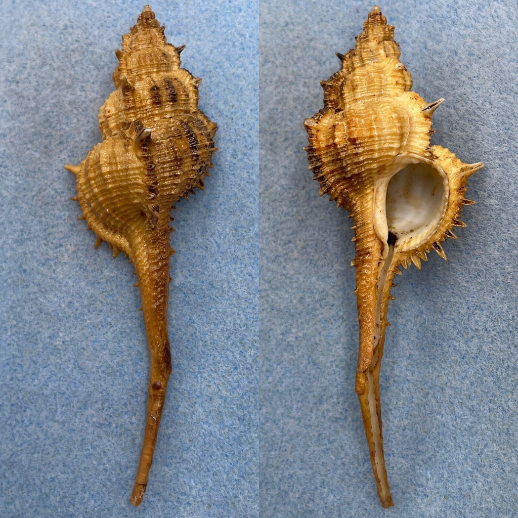 #2 Vokesimurex mindanaoensis 108.1mm F+ No Data