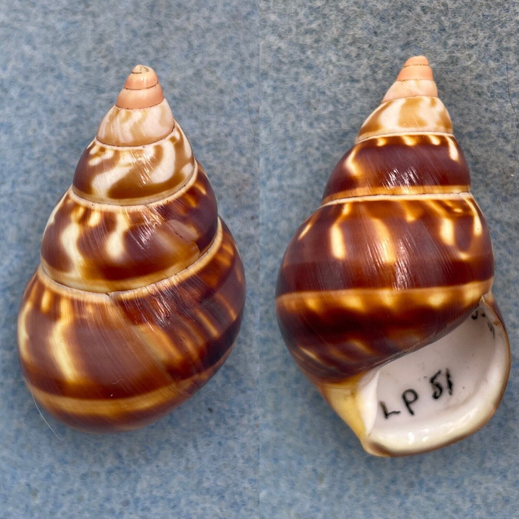 #34 Liguus fasciatus castaneus 43.1mm F+ Long Pine Key #51 Collected 1931