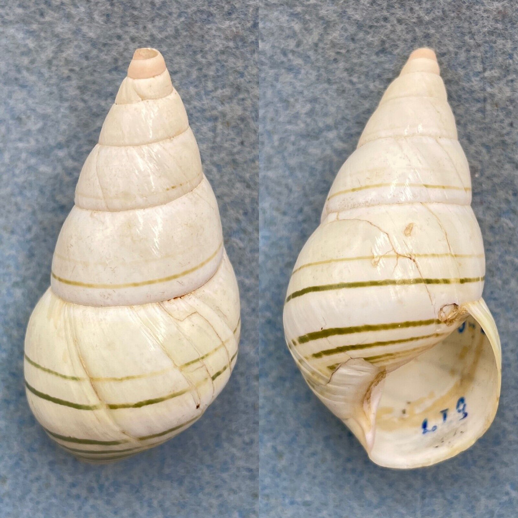 #4 Liguus fasciatus simpsoni 47.7mm F+ (Apex Chip) Lignumvitae Key, Coll. 1931