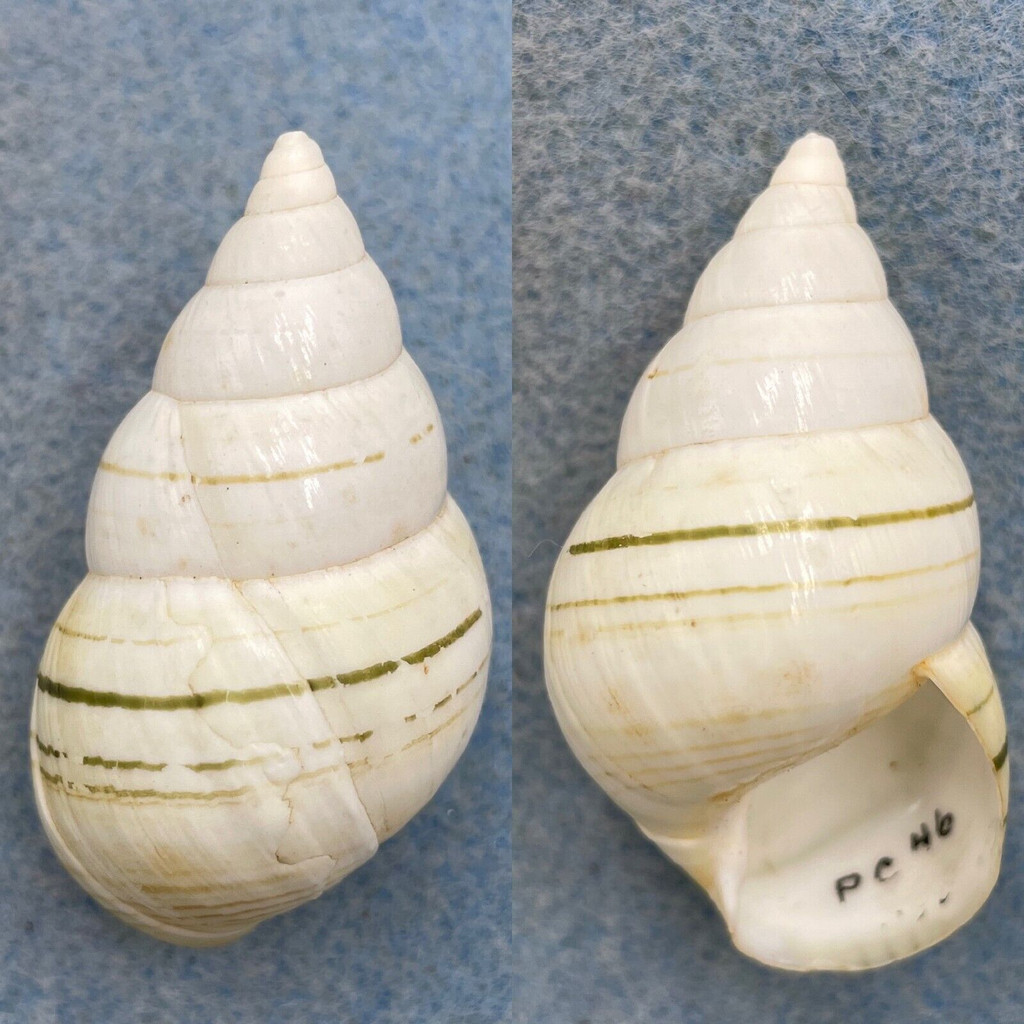 #6 Liguus fasciatus lossmanicus 45mm F+ Pinecrest #46 Collected 1932