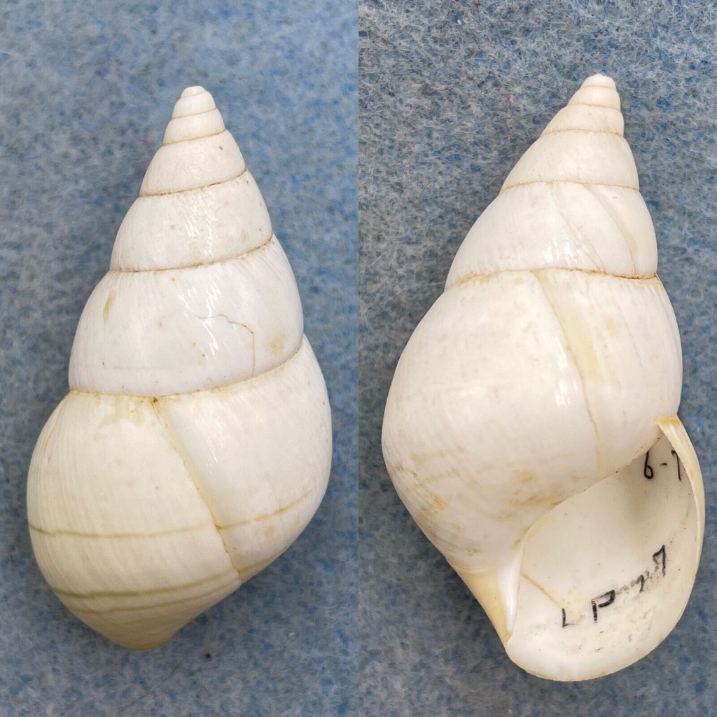 #3 Liguus fasciatus cingulatus 43.2mm F++ Long Pine Key #27 Collected 1931