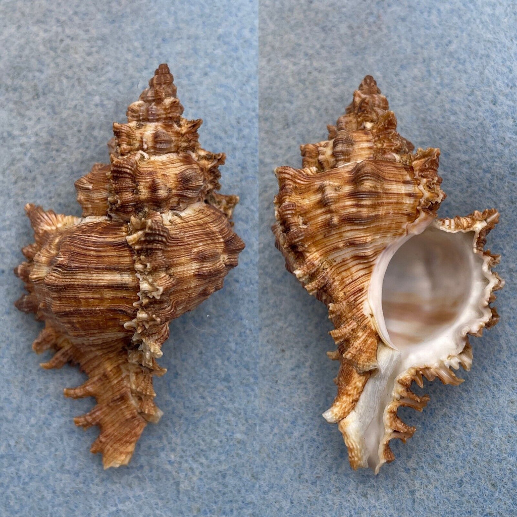 #6 Chicoreus asianus 65.2mm F+/++ Japan