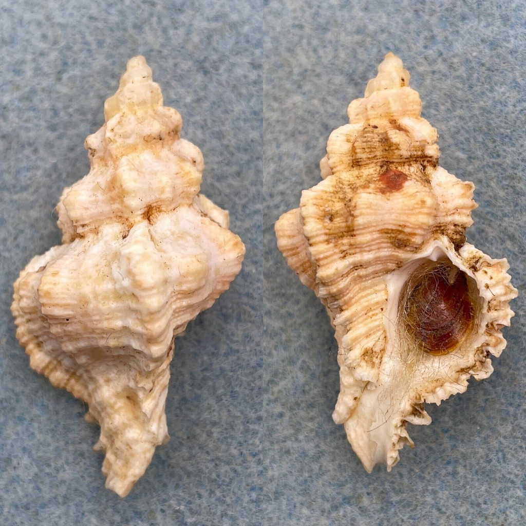 #8 Chicoreus denudatus 39.6mm F+ W/O New South Wales, Australia 1962