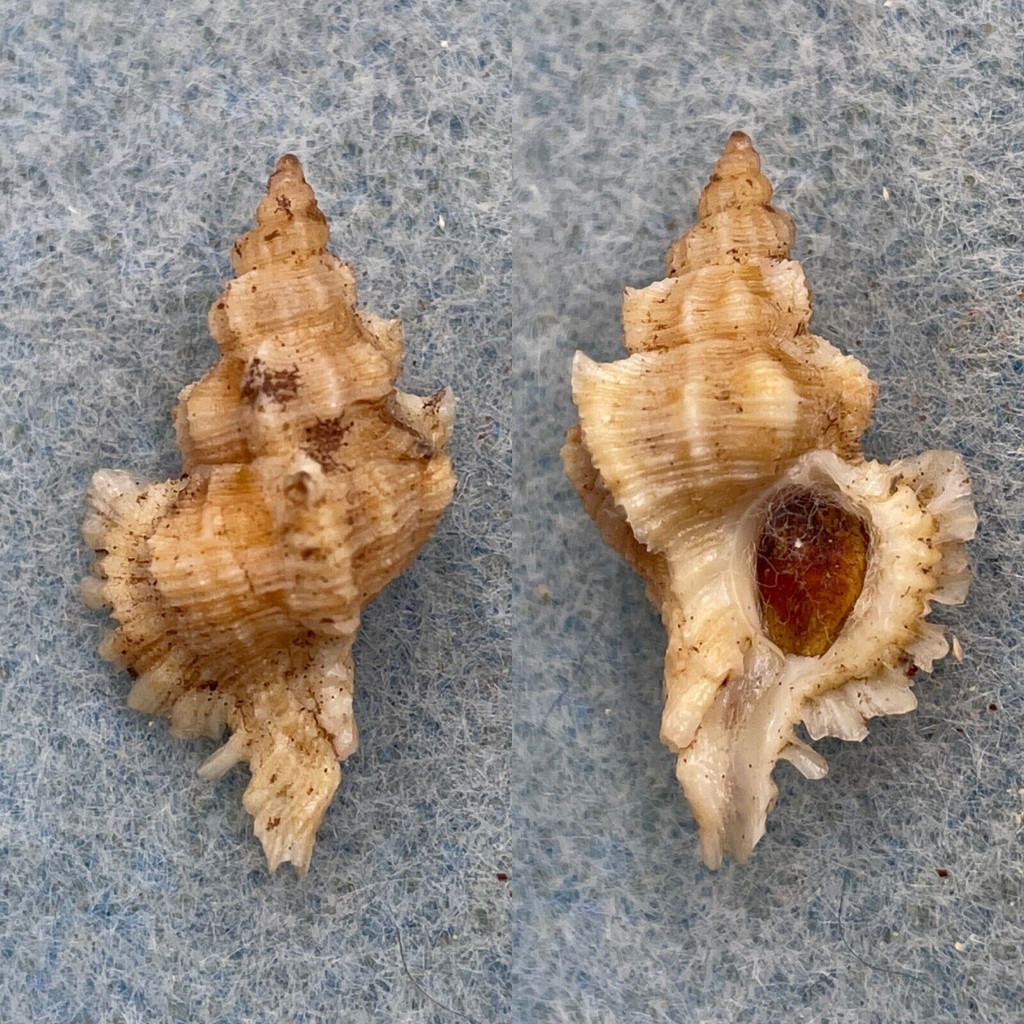 #3 Chicoreus denudatus 24.8mm F++ W/O On Fish Trap 30-50fms N Coast, NSW