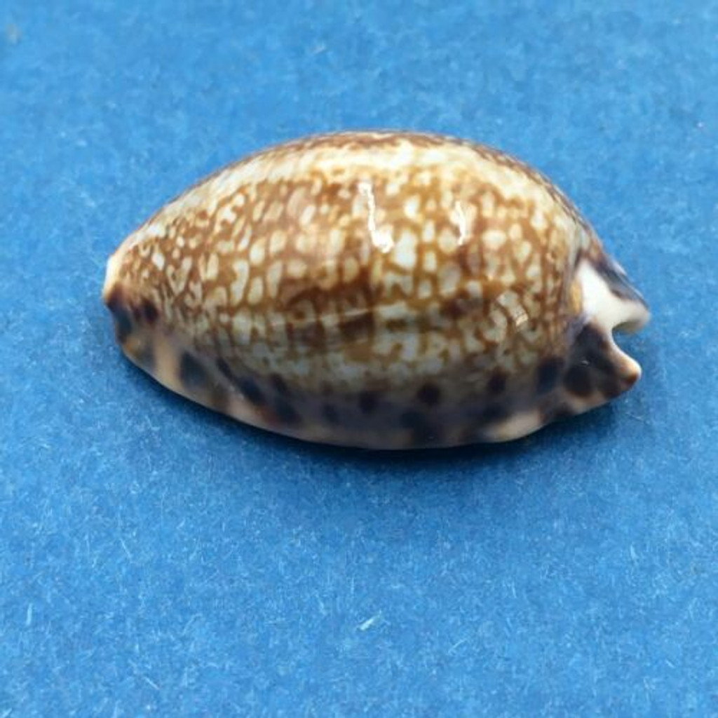 #2 Cypraea arabicula 24.6mm Las Perlas Is., Panama, On Rocks, Low Tide