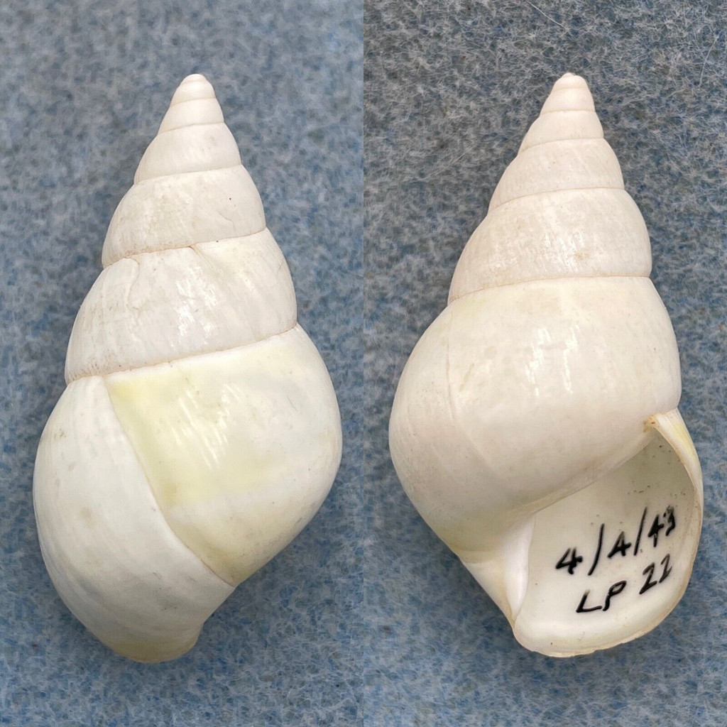 #6 Liguus fasciatus luteus 40.6mm F++ Long Pine Key #22 Collected 1943