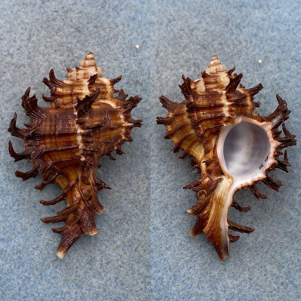 #5 Hexaplex cichoreum 59.4mm F++ Cebu, Philippines