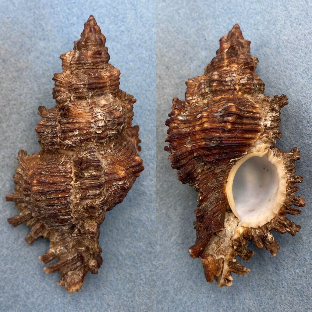 #3 Chicoreus torrefactus 108.6mm F+ Mariveles, Bataan, Philippines