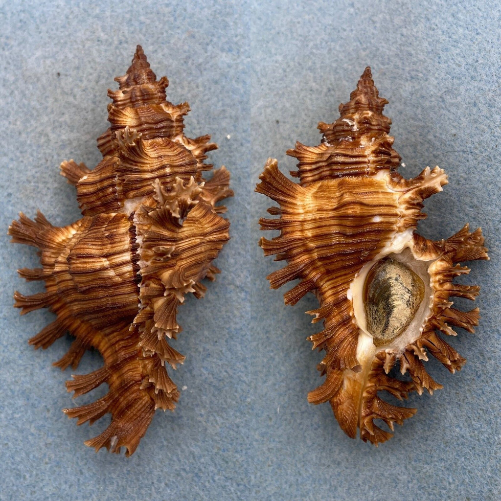 #13 Chicoreus torrefactus 91.6mm F+ W/O Manay, Davao, Philippines