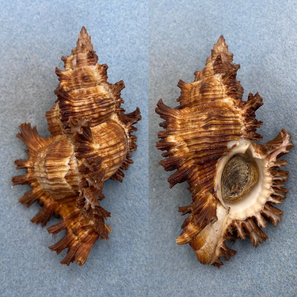 #5 Chicoreus torrefactus 104mm F+ W/O Tosa, Japan