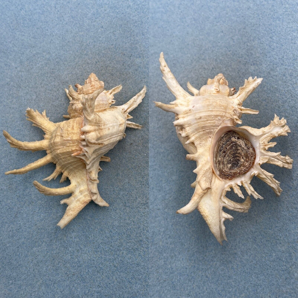 #2 Chicoreus cornucervi 91mm F+ W/O Broome, NW Australia