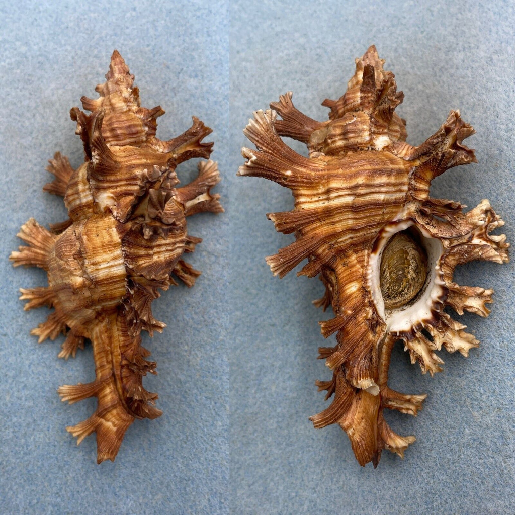 #8 Chicoreus palmarosae BIG 118.1mm F+ W/O No Data