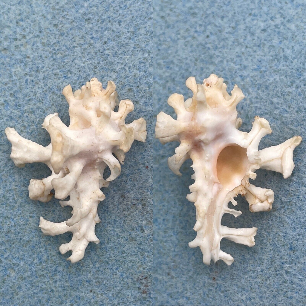 #22 Homalocantha zamboi 37.9mm F++ Olango, Philippines