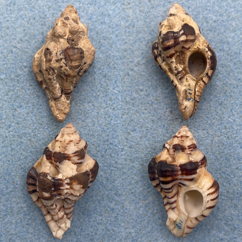 #1 Maxwellia gemma 38.5-38.8mm F+ Santa Barbara, California