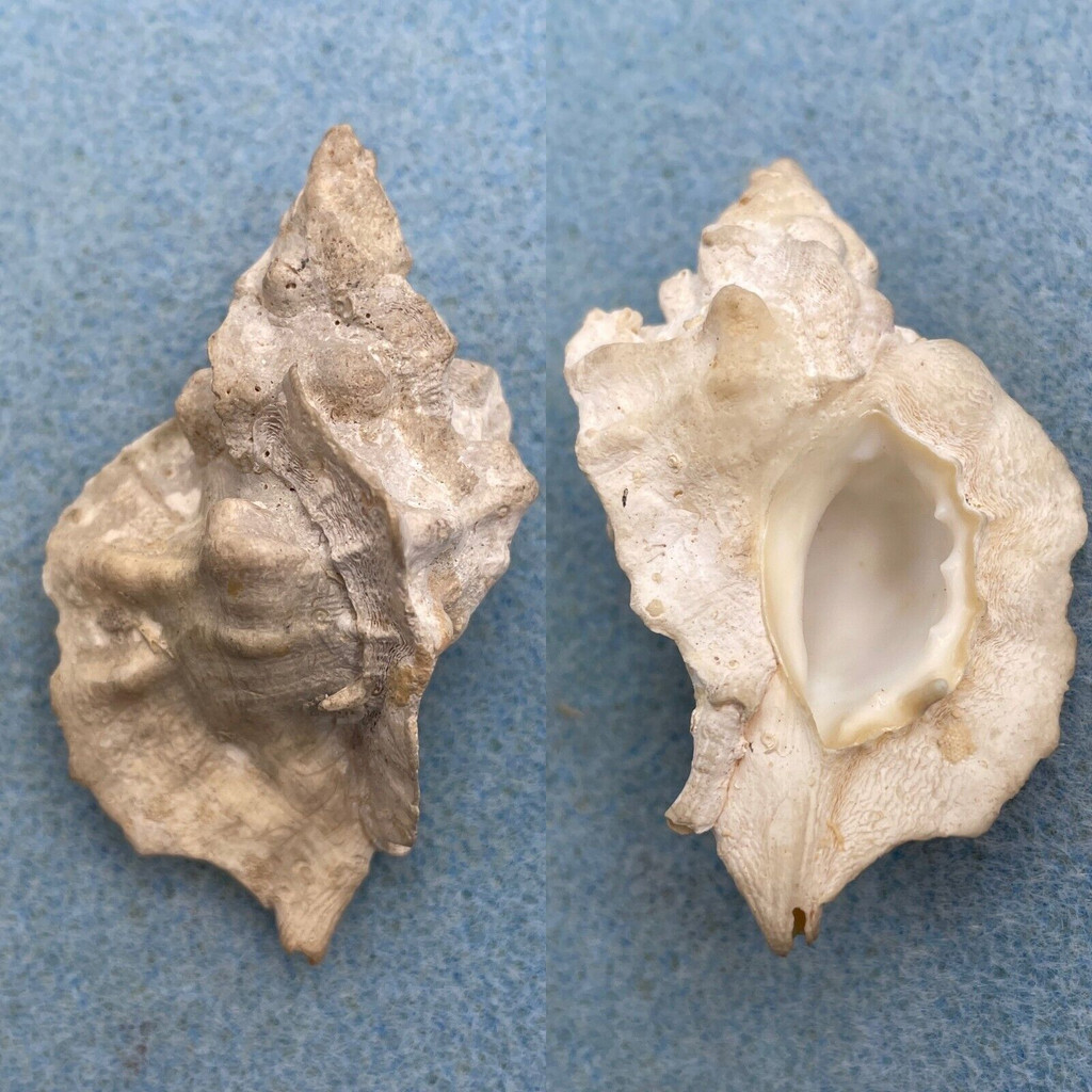 #5 Ceratostoma nuttalli Albino 58.5mm F+ San Pedro California