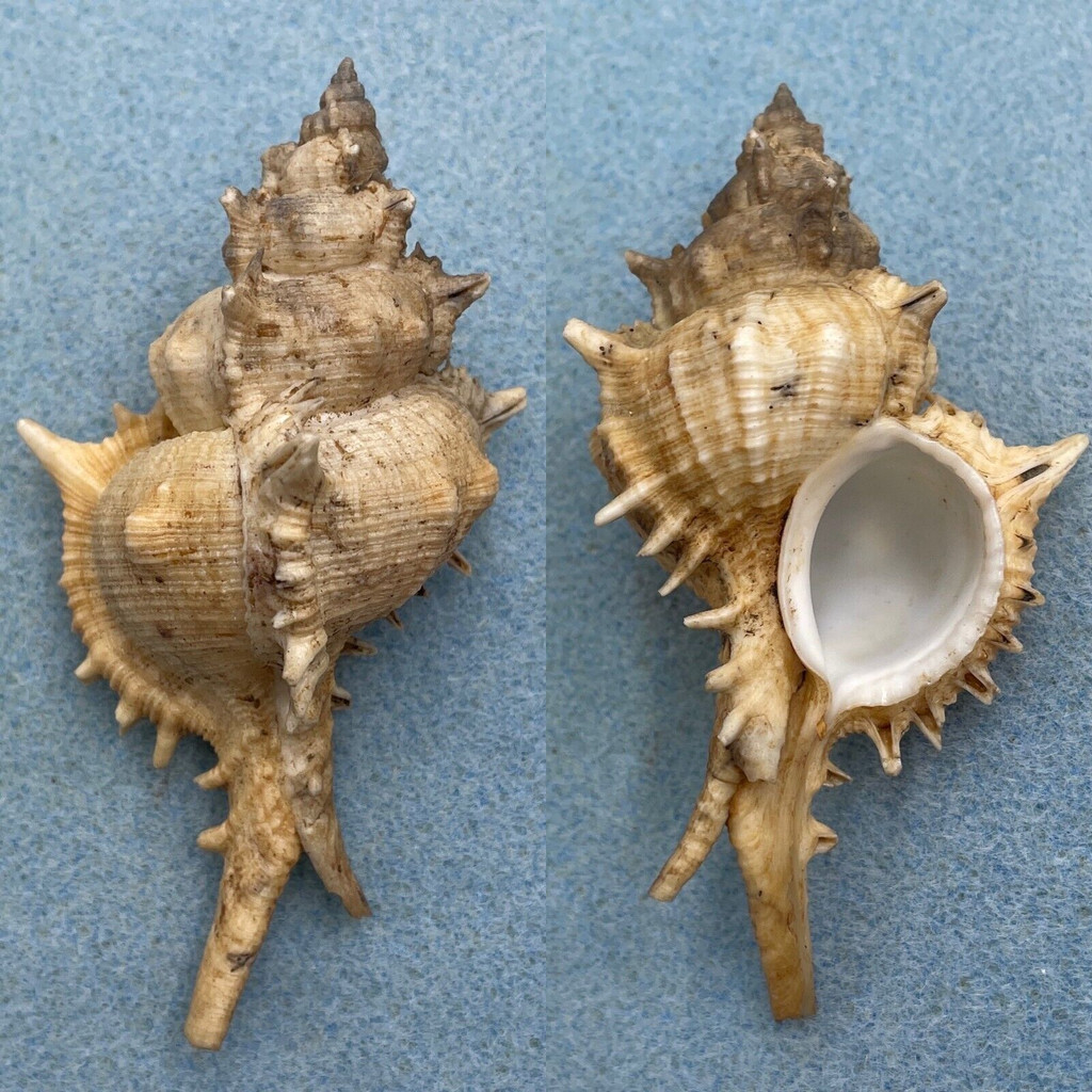 #3 Siratus pliciferoides propinquus 93.6mm F+ Tosa, Japan, 80 Fathoms