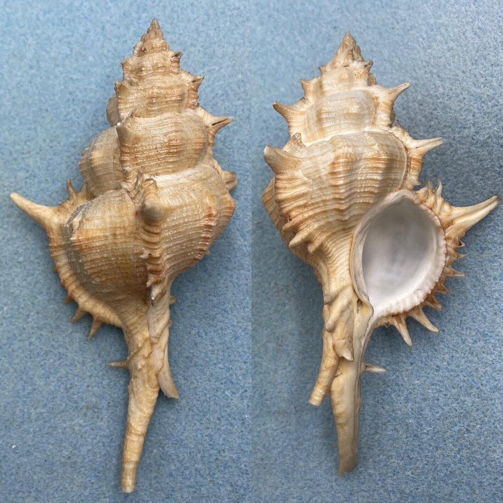 #1 Siratus pliciferoides 125.6mm F+ Japan