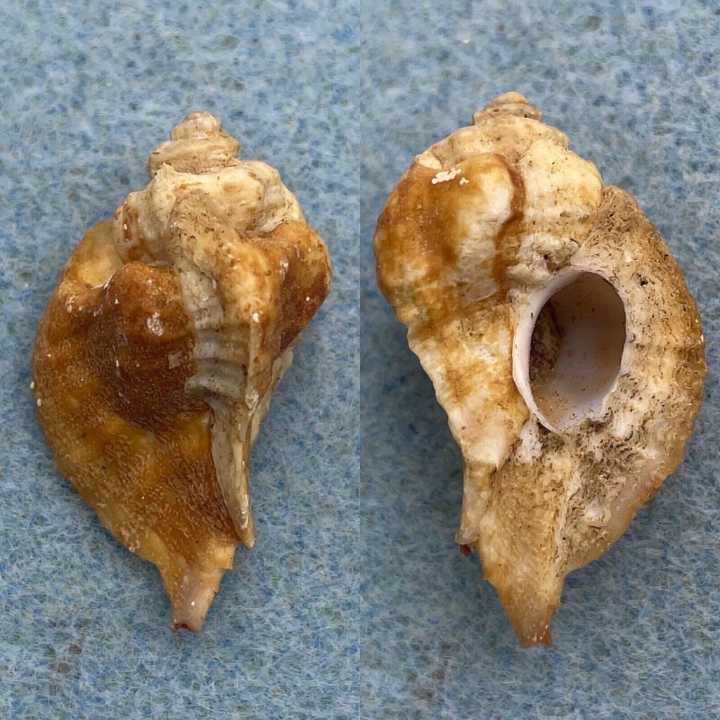 Jaton decussatus 31.5mm F+ W/O Bay of Goree, Senegal