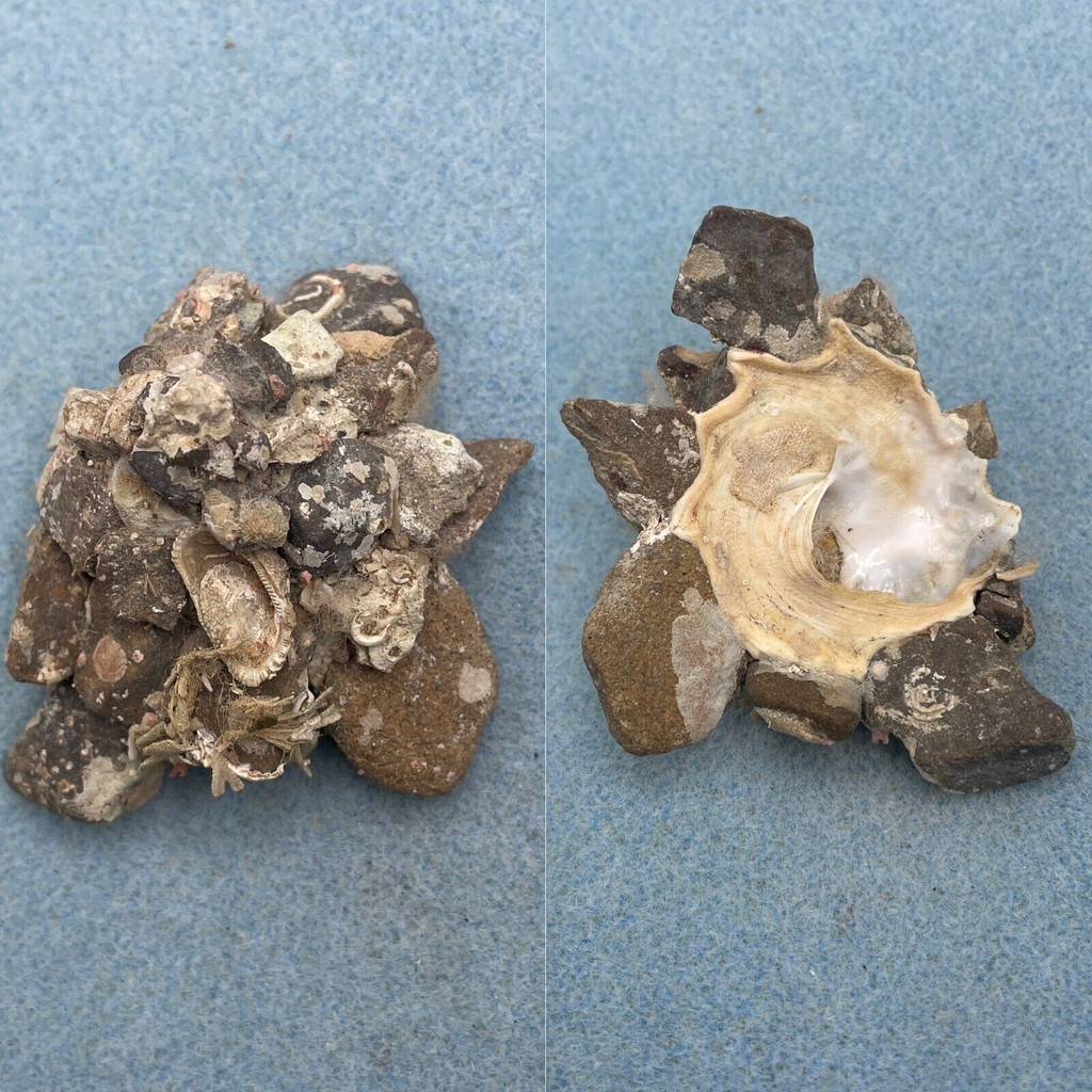 #3 Xenophora cerea 71.8mm F+ W/O Kii, Japan 20-40fms