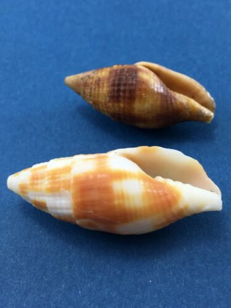 #1 Mitra Chrysostoma 34.6-41.6mm Set Of 2 Smaller From Mozambique