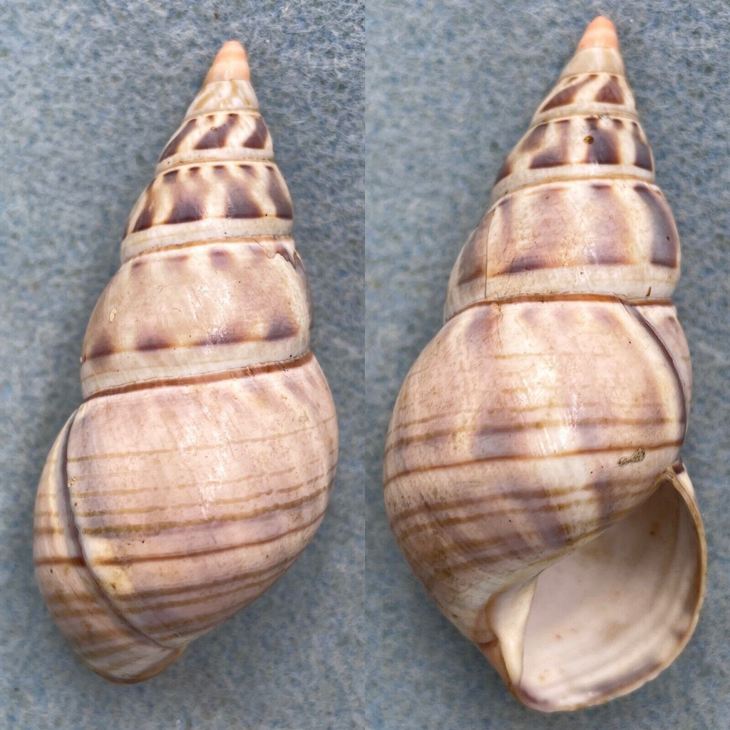 Liguus fasciatus archeri 61.5mm F++ Caribbean Data