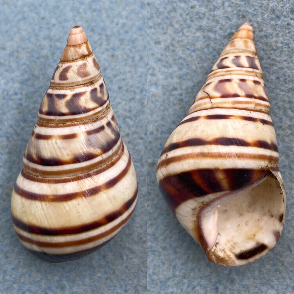 #4 Liguus fasciatus achatinus 46.7mm F+ Caribbean Data