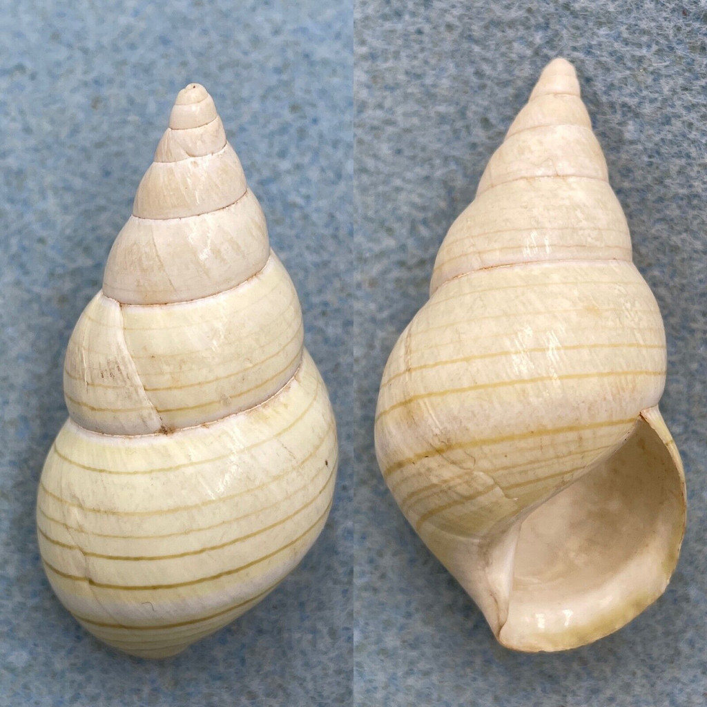 Liguus fasciatus xanthus 47.7mm F++ Caribbean Data