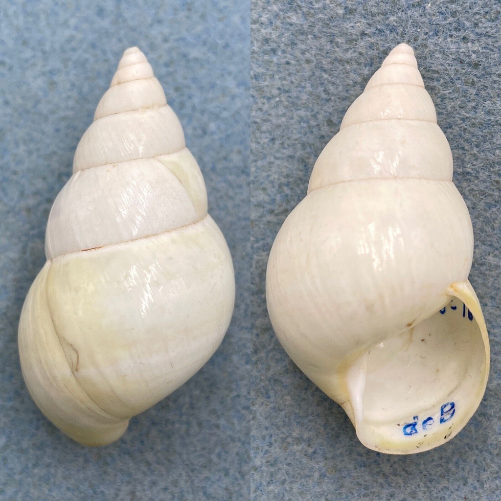 #1 Liguus fasciatus luteus 49.3mm F++ Deboe Hammock, Long Pine Key 1931