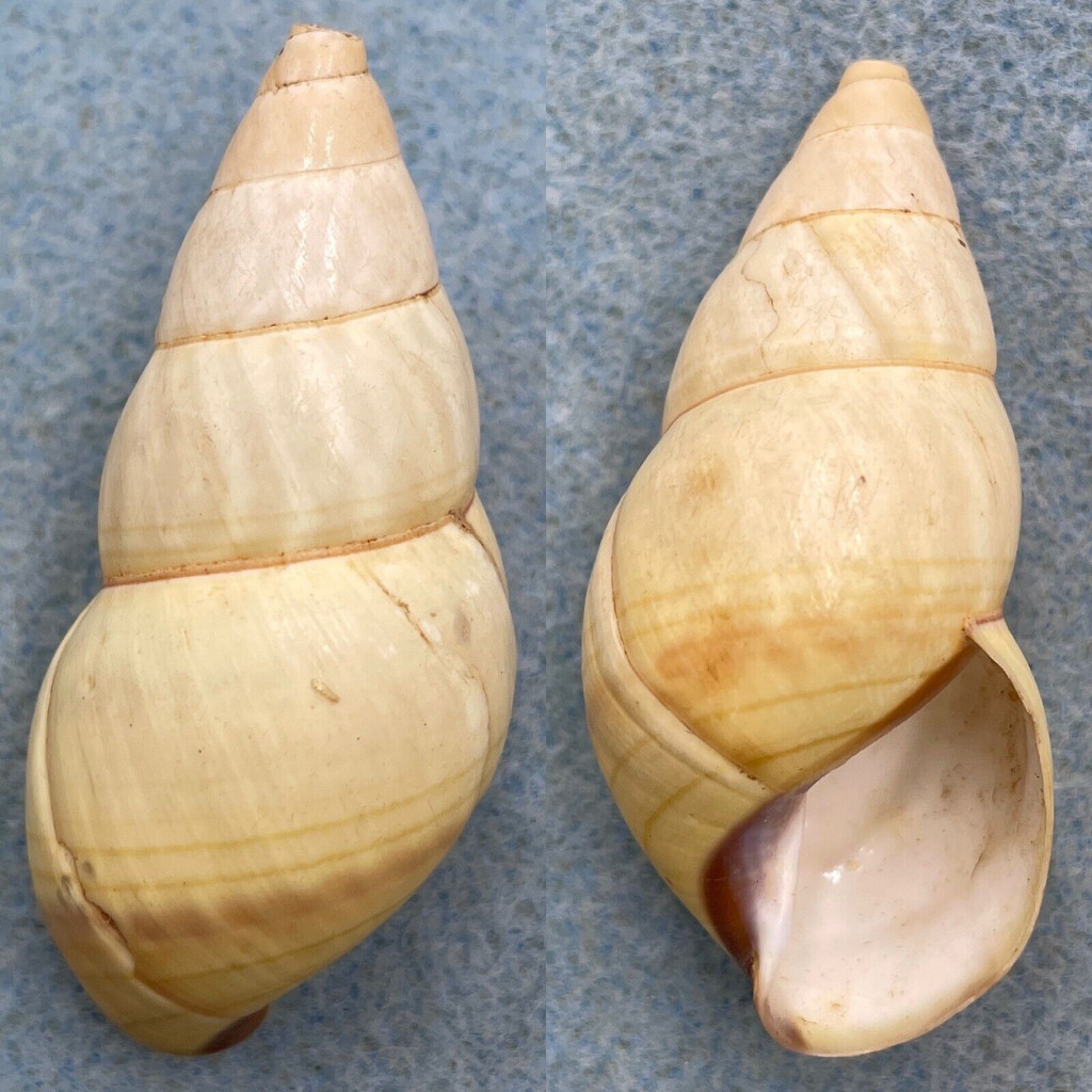 Liguus flammellus bermudezi 52.1mm F+ Caribbean Data