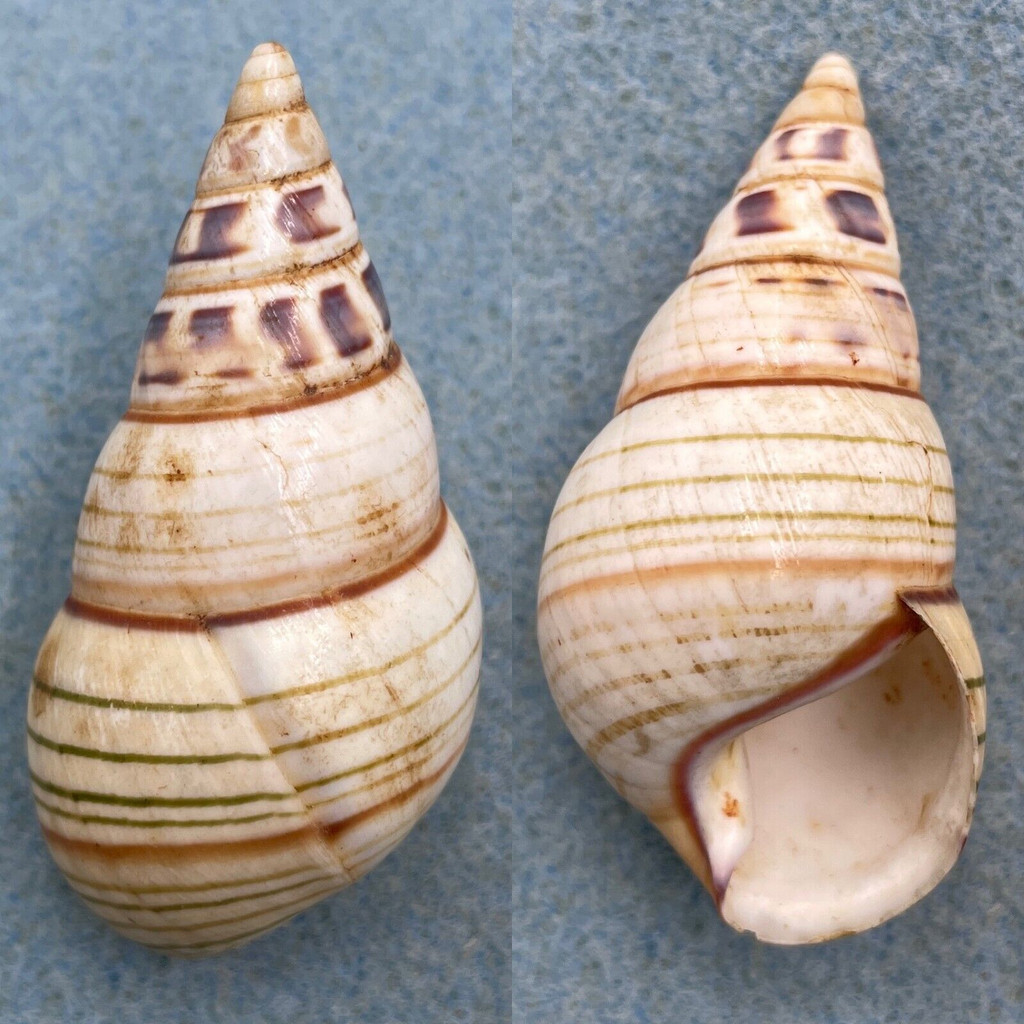 #2 Liguus fasciatus achatinus 55.2mm F+/++ Caribbean Data