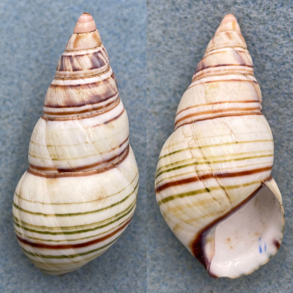 #1 Liguus fasciatus achatinus 52.9mm F+/++ Caribbean Data